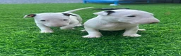English Bull Terrier dogs for sale: Stunning English bull terrier puppies for sale  - Advert 19