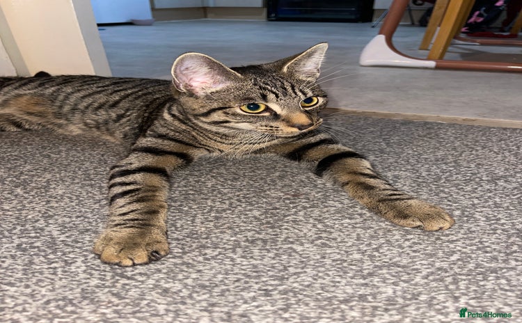American Shorthair cats - Advert 1