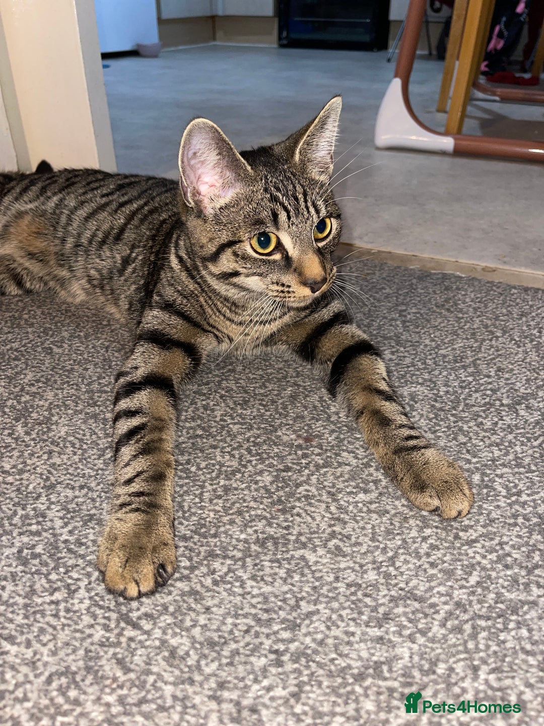 American Shorthair cats for sale: My little tiger kitty  - Image 1