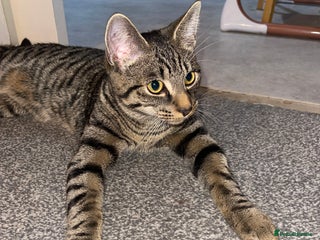 American Shorthair cats - Advert 21