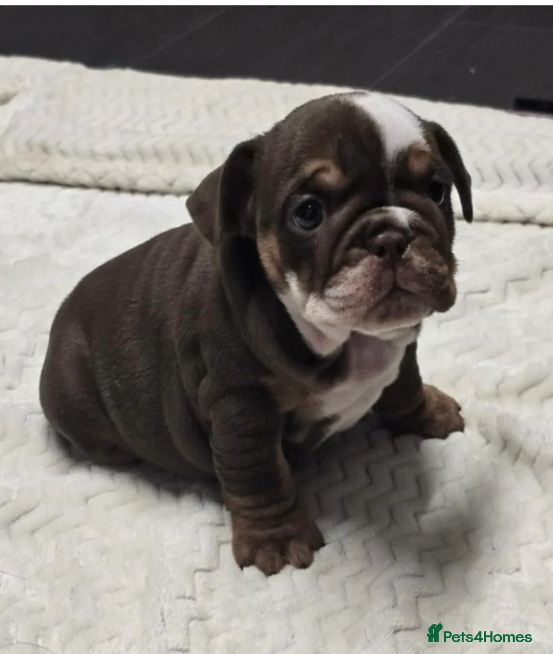 English Bulldog dogs for sale: puppies for sale last 2 girls on near offer  - Advert 7