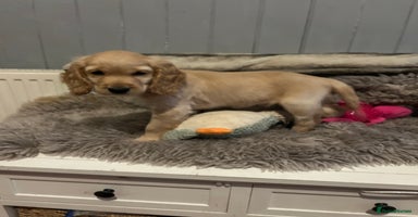 Cocker Spaniel dogs - Advert 4