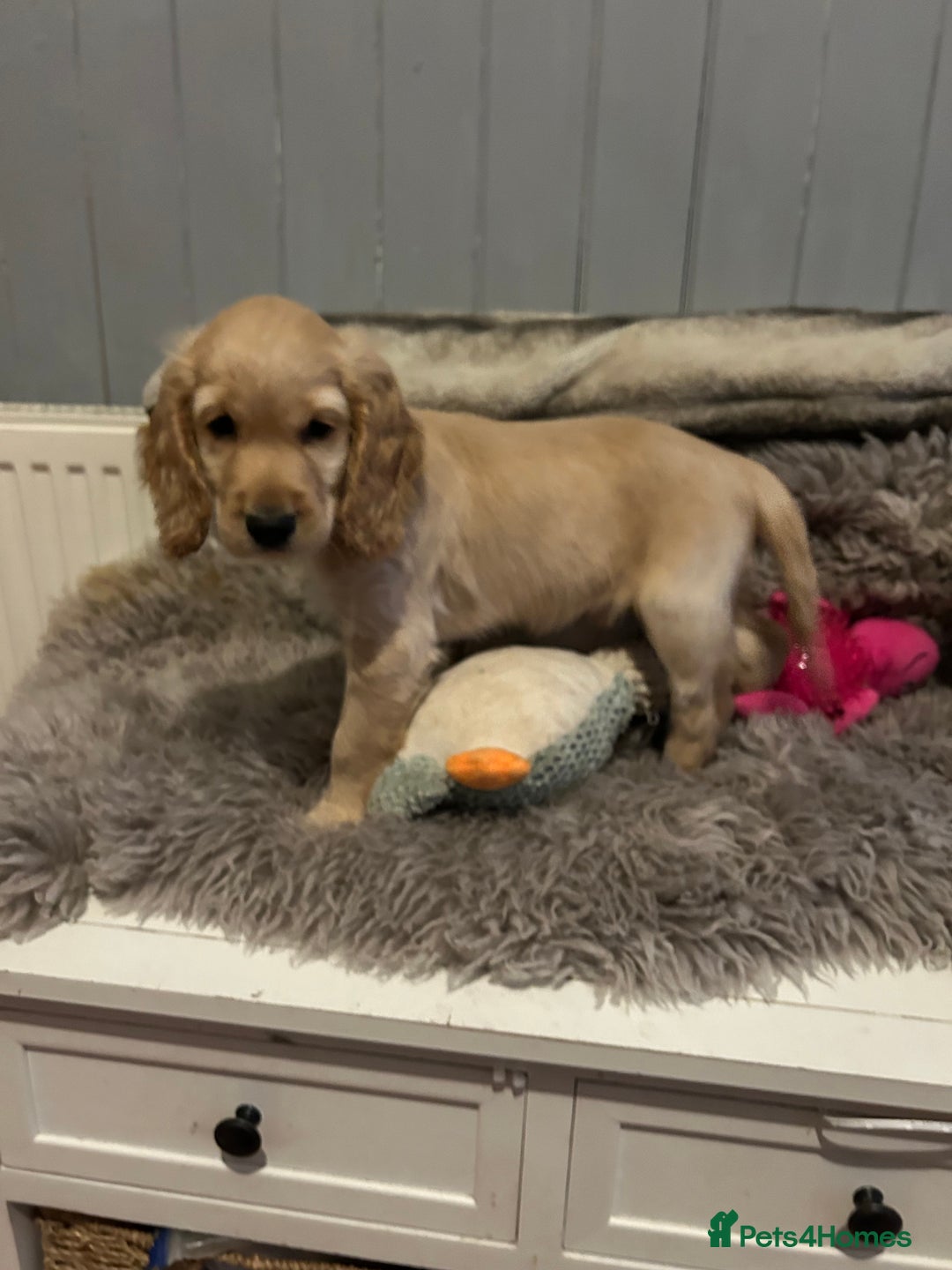 Cocker Spaniel dogs for sale: Health tested cocker spaniel puppies  - Advert 3