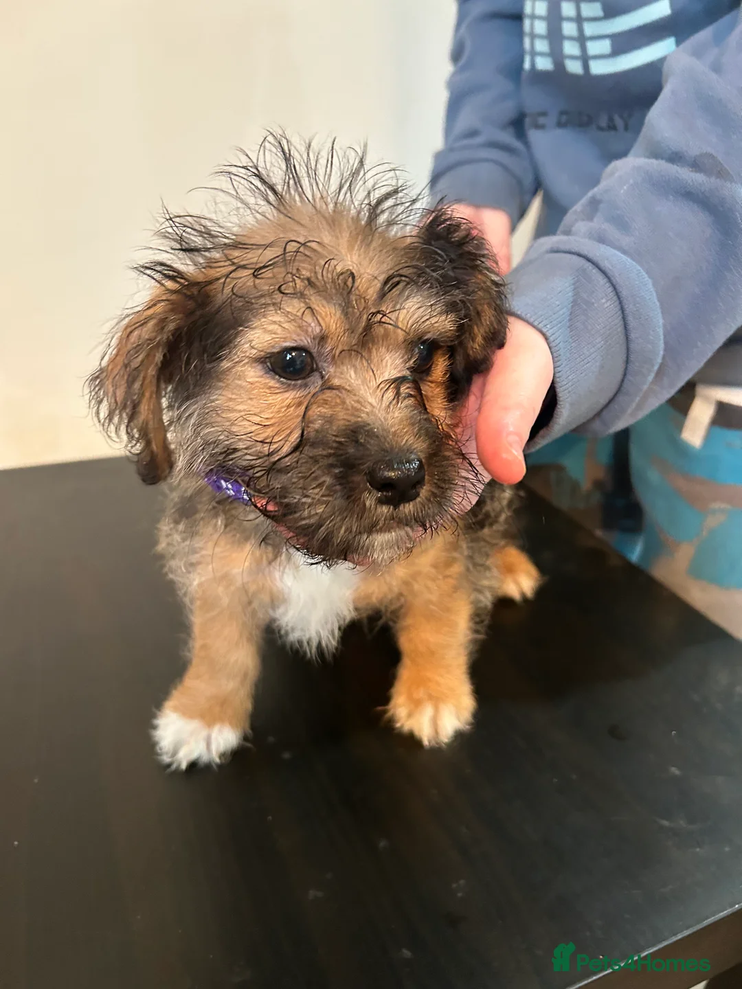 Mixed Breed dogs for sale: Jack russel cross Shih Tzu playful puppies  - Advert 14