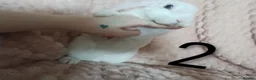 Rex rabbits for sale: 4 baby female Rex's - Advert 9