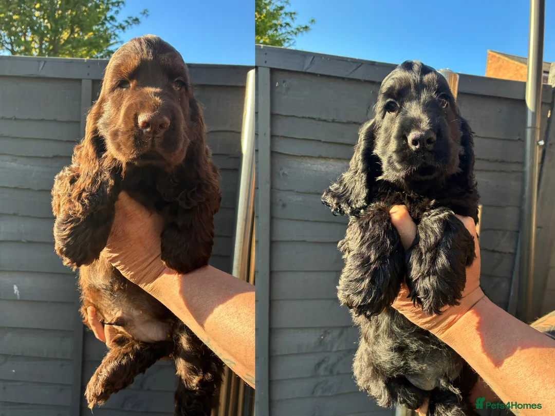 Cocker Spaniel dogs for sale: KC Show type cocker spaniel pups ready to leave  - Advert 1