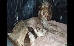 Miniature Poodle dogs for sale: Stunning Miniature poodles parti/merle - Image 22