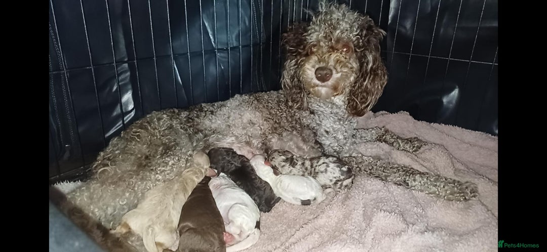 Miniature Poodle dogs for sale: Stunning Miniature poodles parti/merle - Image 22