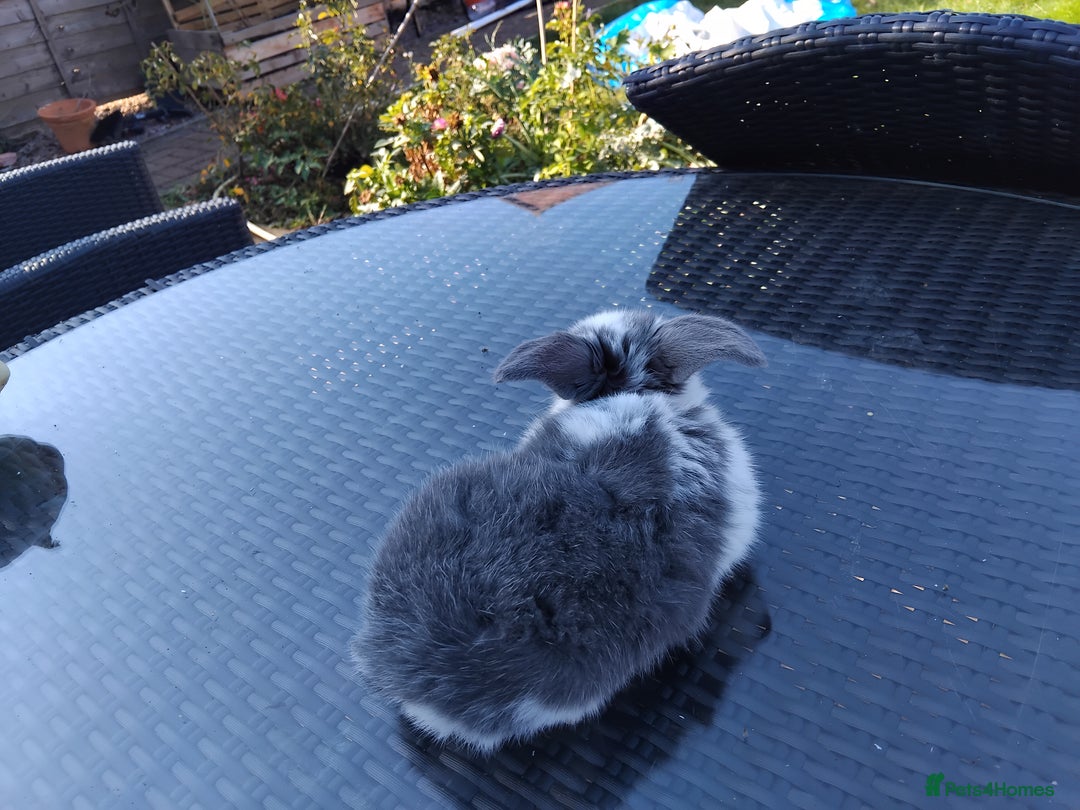 Mini Lop rabbits for sale: 3 lovely mini lop males for sale - Image 6