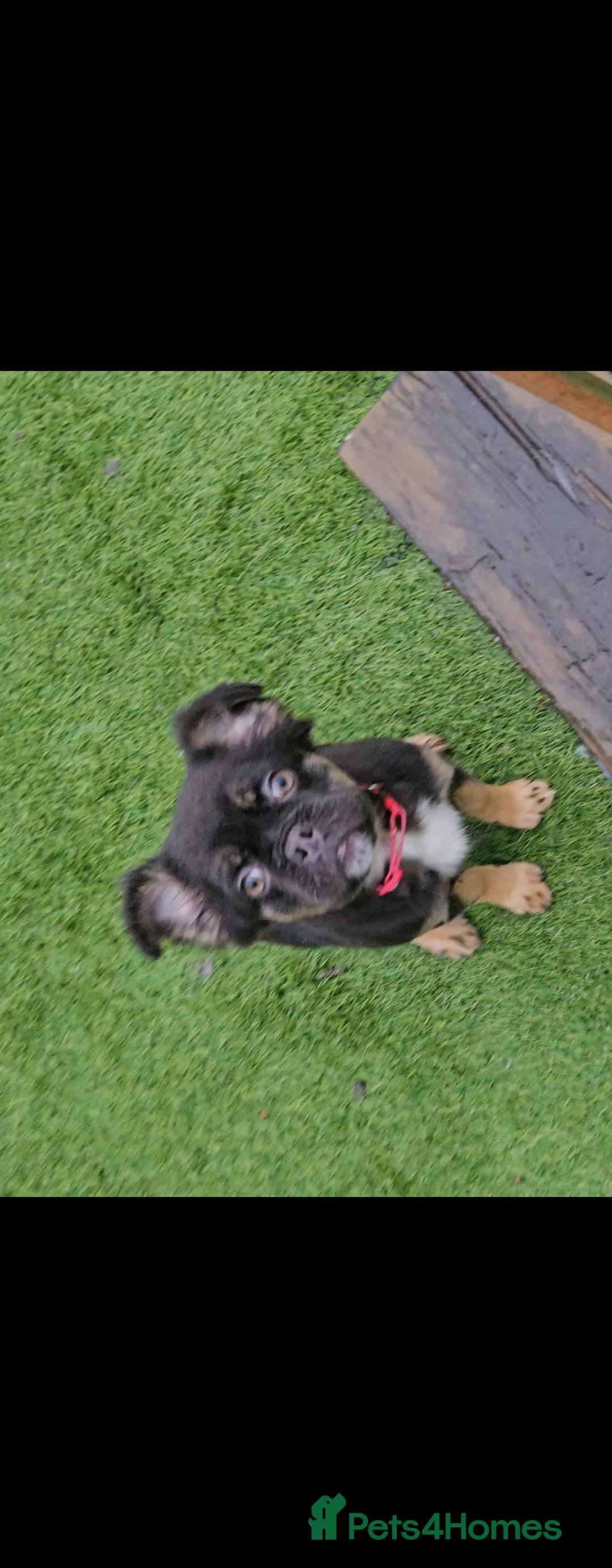 French Bulldog dogs for sale: Fluffy french bulldogs  - Advert 2