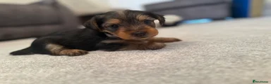 Yorkshire Terrier Puppy 4
