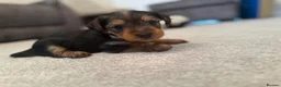 Yorkshire Terrier dogs for sale: Yorkshire Terrier  in Colchester - Advert 5