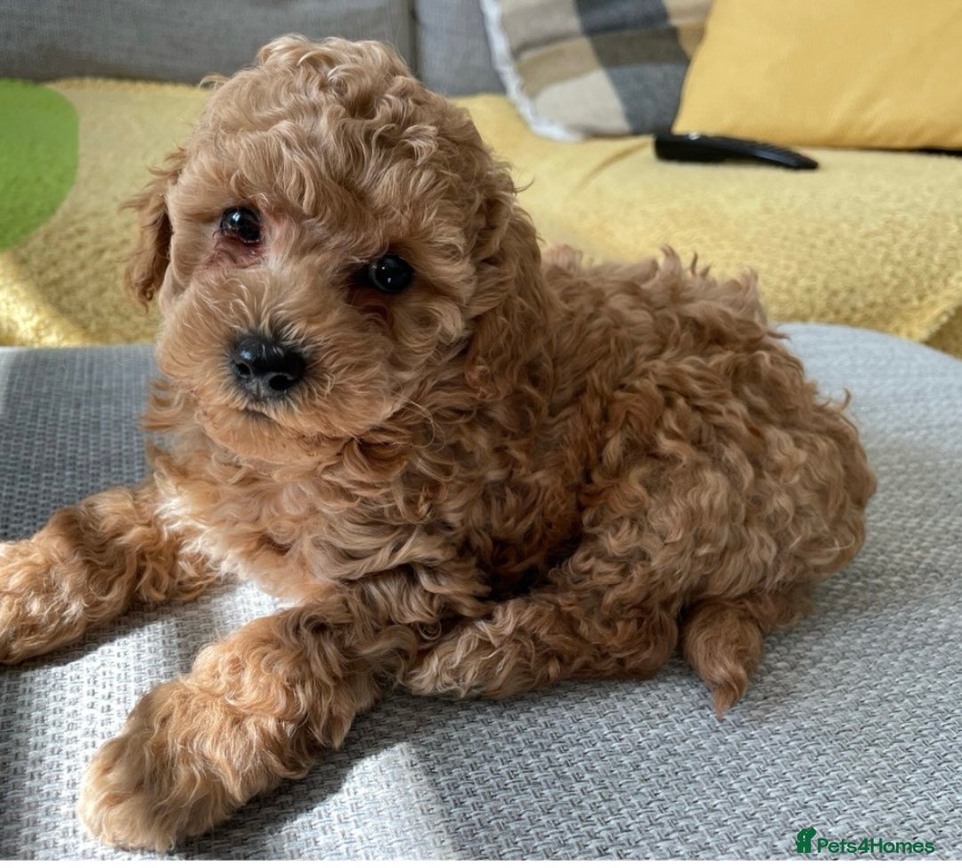 Toy Poodle dogs for sale: Toy poodles arriving soon  - Image 11