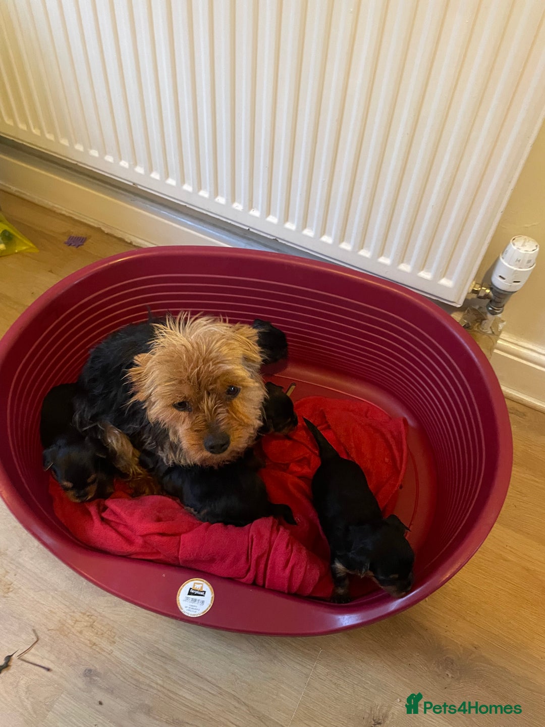 Yorkshire Terrier dogs for sale: Black and tan Yorkshire terrier puppies - Advert 12