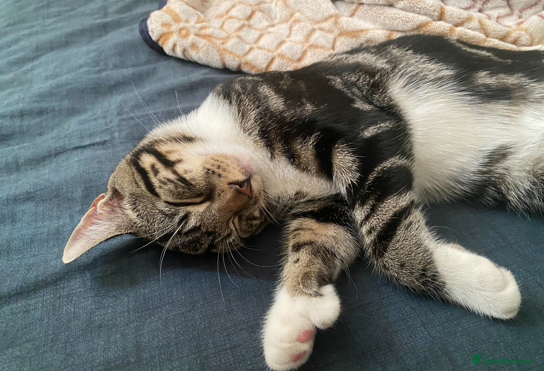 Domestic Shorthair cats for sale: Beautiful Kitten— Nova - Image 6