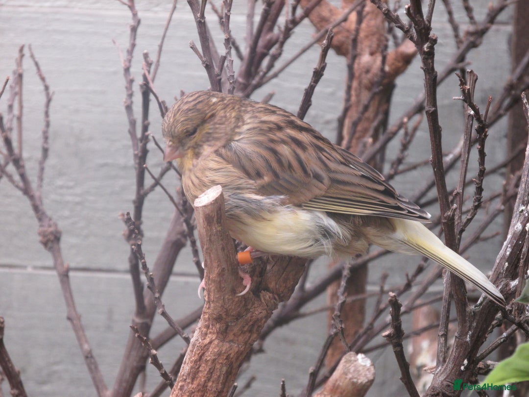 Canaries birds for sale: 2025 young aviary bred canaries for sale - Image 5