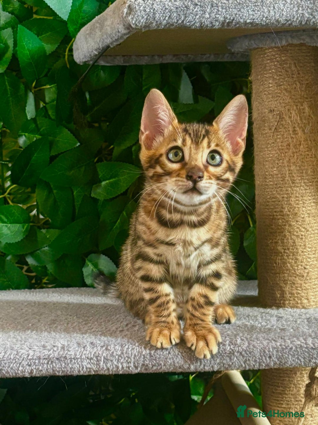 Bengal cats for sale: Brown Rosetted Bengal Boys – Ready 21/08/25 - Image 6