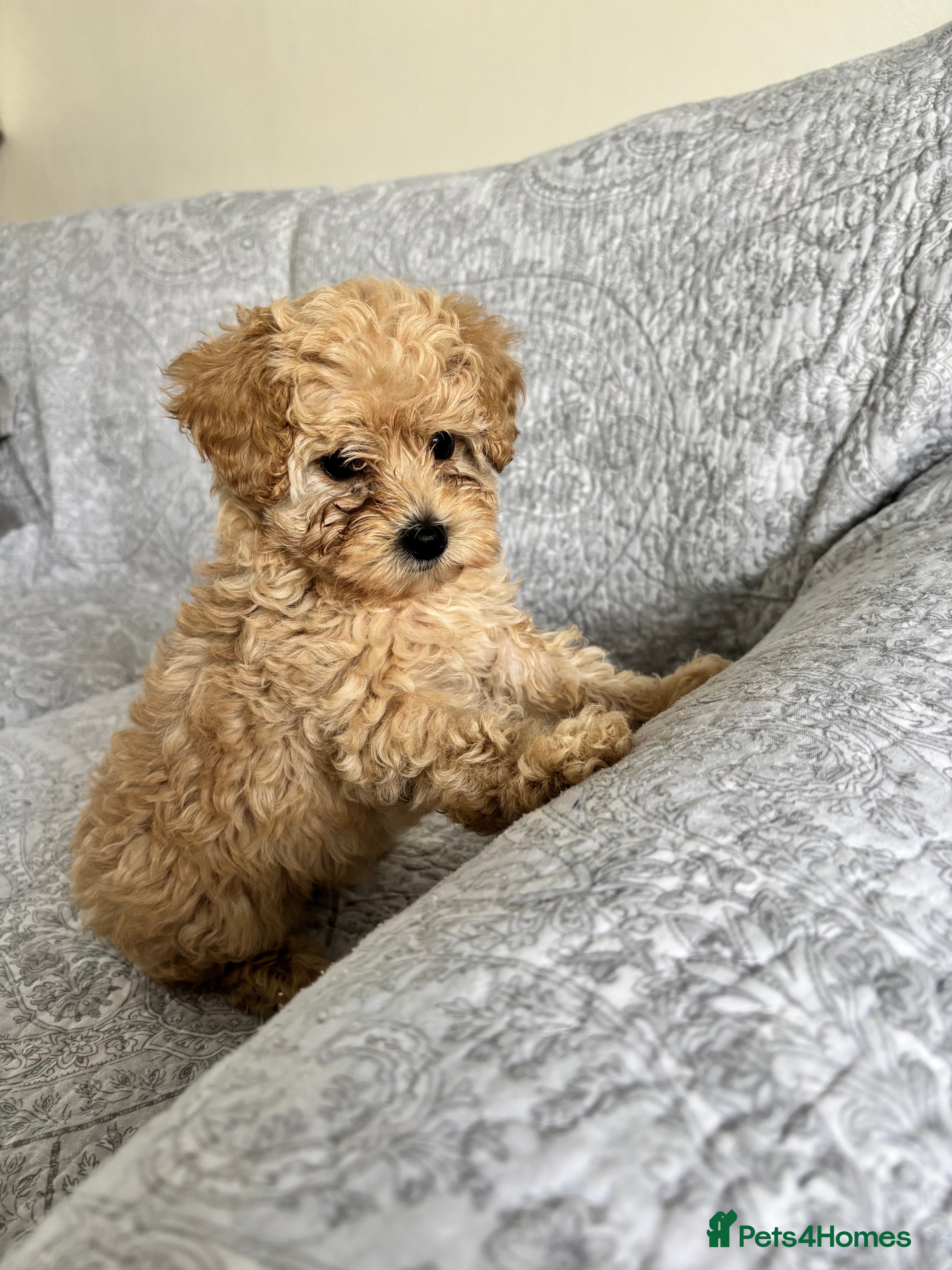 Cavapoo dogs Red F1b cavapoos from health tested parents - Advert 16