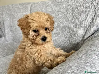 Cavapoo dogs Red F1b cavapoos from health tested parents - Advert 16