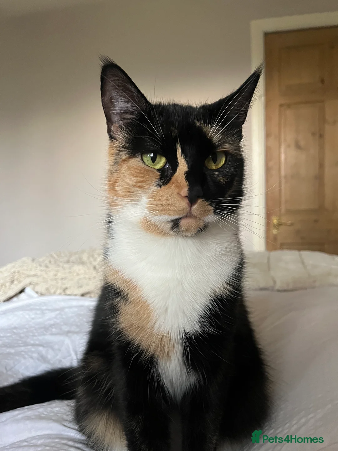 Mixed Breed cats for sale: Rehoming my gorgeous cat Lilly - Advert 4