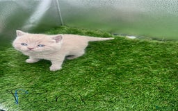 British Shorthair cats for sale: BRITISH SHORT HAIR LILAC KITTENS  - Advert 5