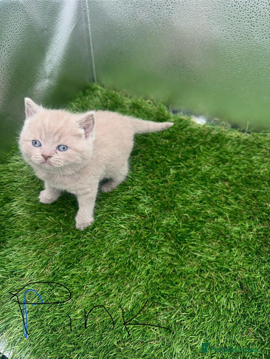 British Shorthair cats for sale: BRITISH SHORT HAIR LILAC KITTENS  - Advert 5