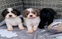 Cavapoo dogs for sale: Extensively Health tested F1 Toy Cavapoo puppies - Image 1