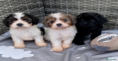 Cavapoo dogs - Advert 5