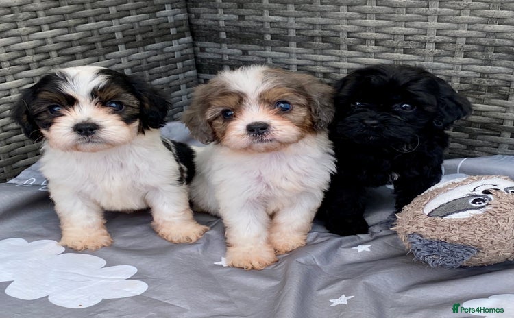 Cavapoo dogs - Advert 1