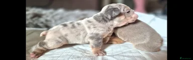 English Bulldog Puppy 3