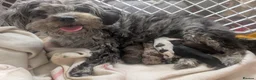 Pomapoo dogs for sale: 4 delightful pomapoo puppies for sale in London - Advert 4