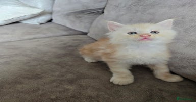 Maine Coon cats - Advert 1