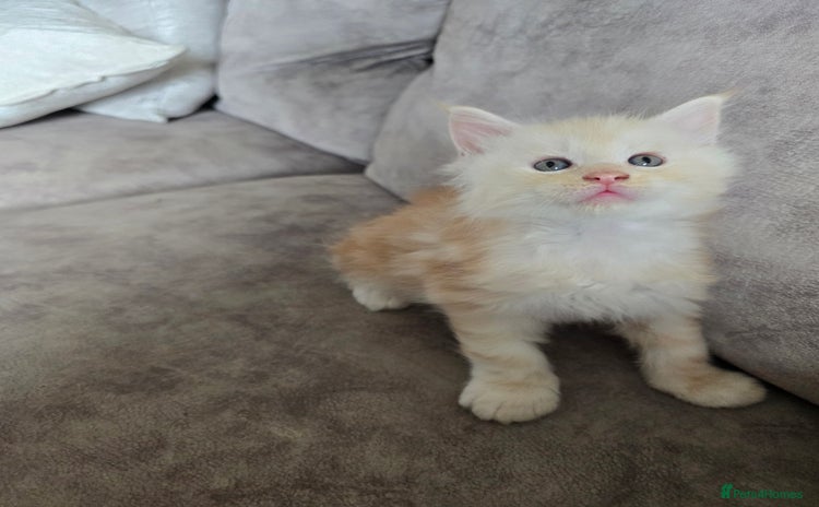 Maine Coon cats - Advert 1