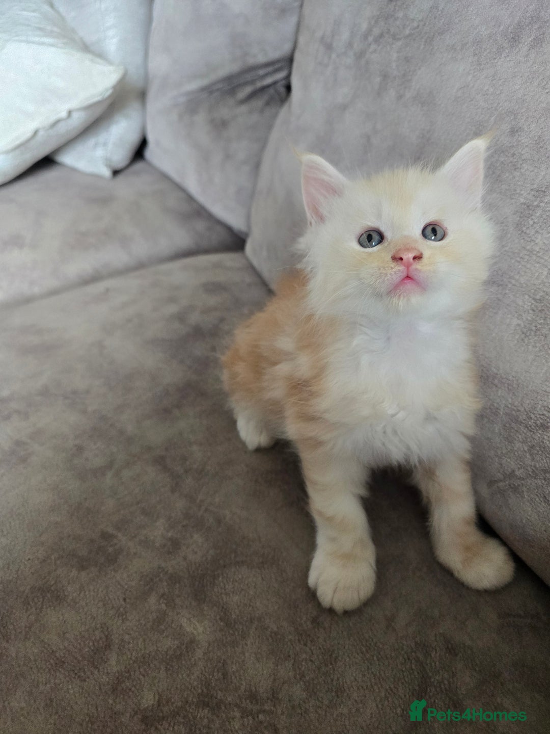 Maine Coon cats for sale: TICA Pedigree Maine Coon Kittens  - Image 2