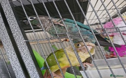 Conures birds for sale: 🦜 2 Conures for Sale – Bonded Pair 🦜 - Image 2