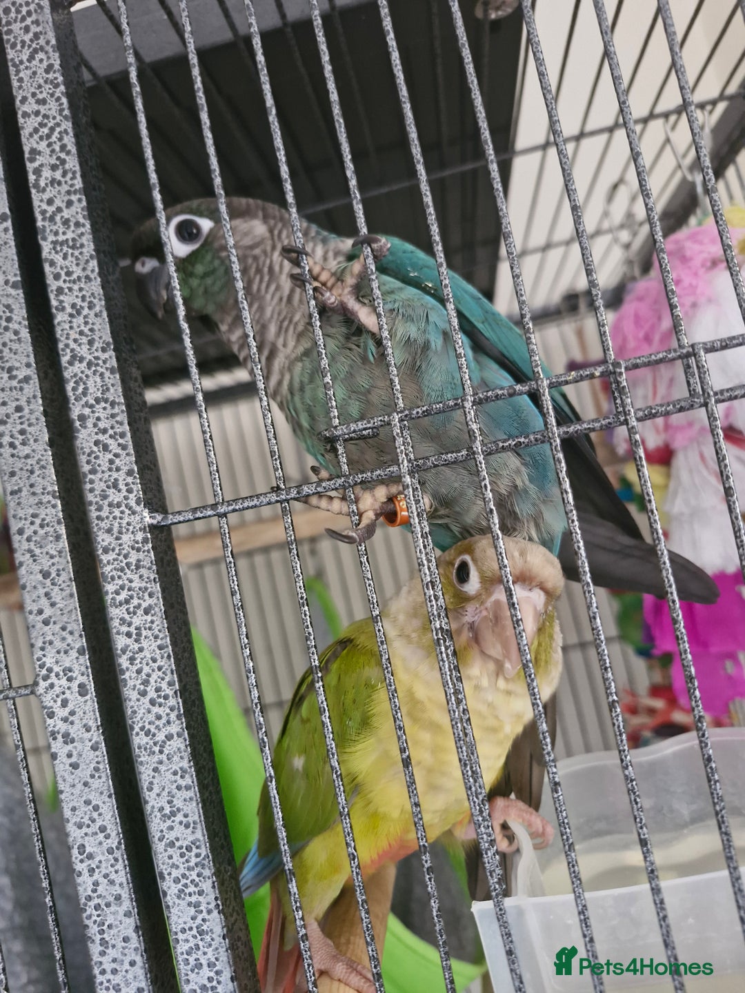 Conures birds for sale: 🦜 2 Conures for Sale – Bonded Pair 🦜 - Image 2