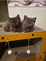 British Shorthair cats - Advert 7