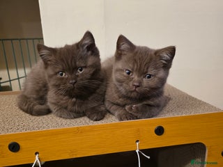 British Shorthair cats Chocolate and lilac kittens TICA registered - Advert 5