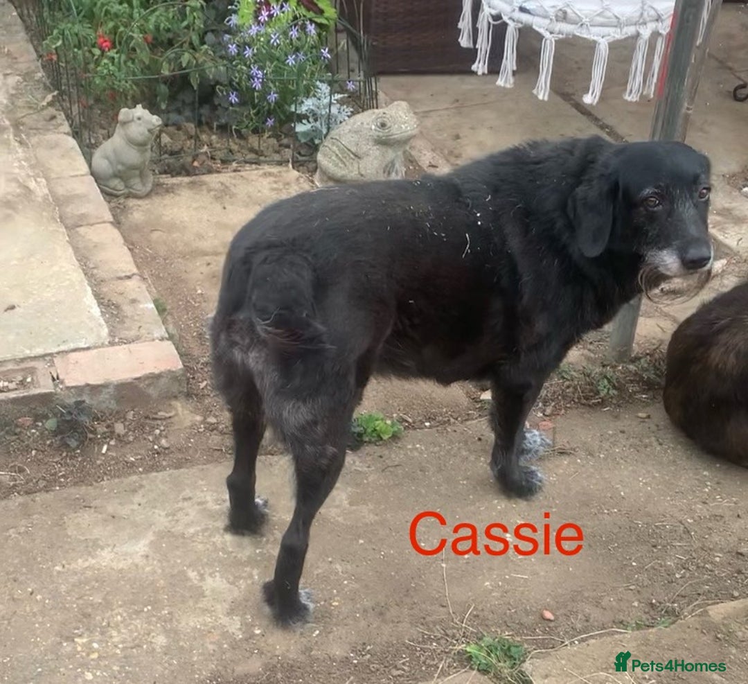 Mixed Breed dogs for sale: Urgently looking for homes  - Image 3