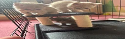 British Shorthair cats for sale: British Short Hair kittens for sale READY TO GO - Advert 17