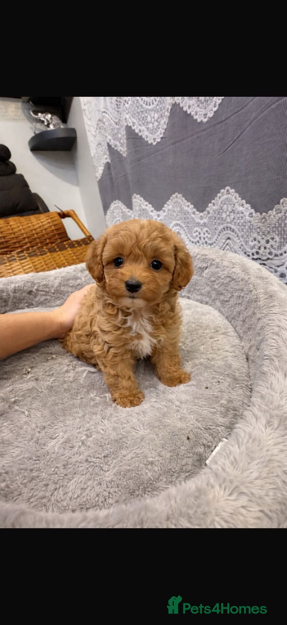 Maltipoo dogs 💥Ready to go Tiny teddy bear f1b Asian maltipoo💥 - Advert 7