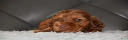 Cocker Spaniel dogs for sale: Kc Reg Show Type Cocker Spaniel  Health Tested - Advert 7