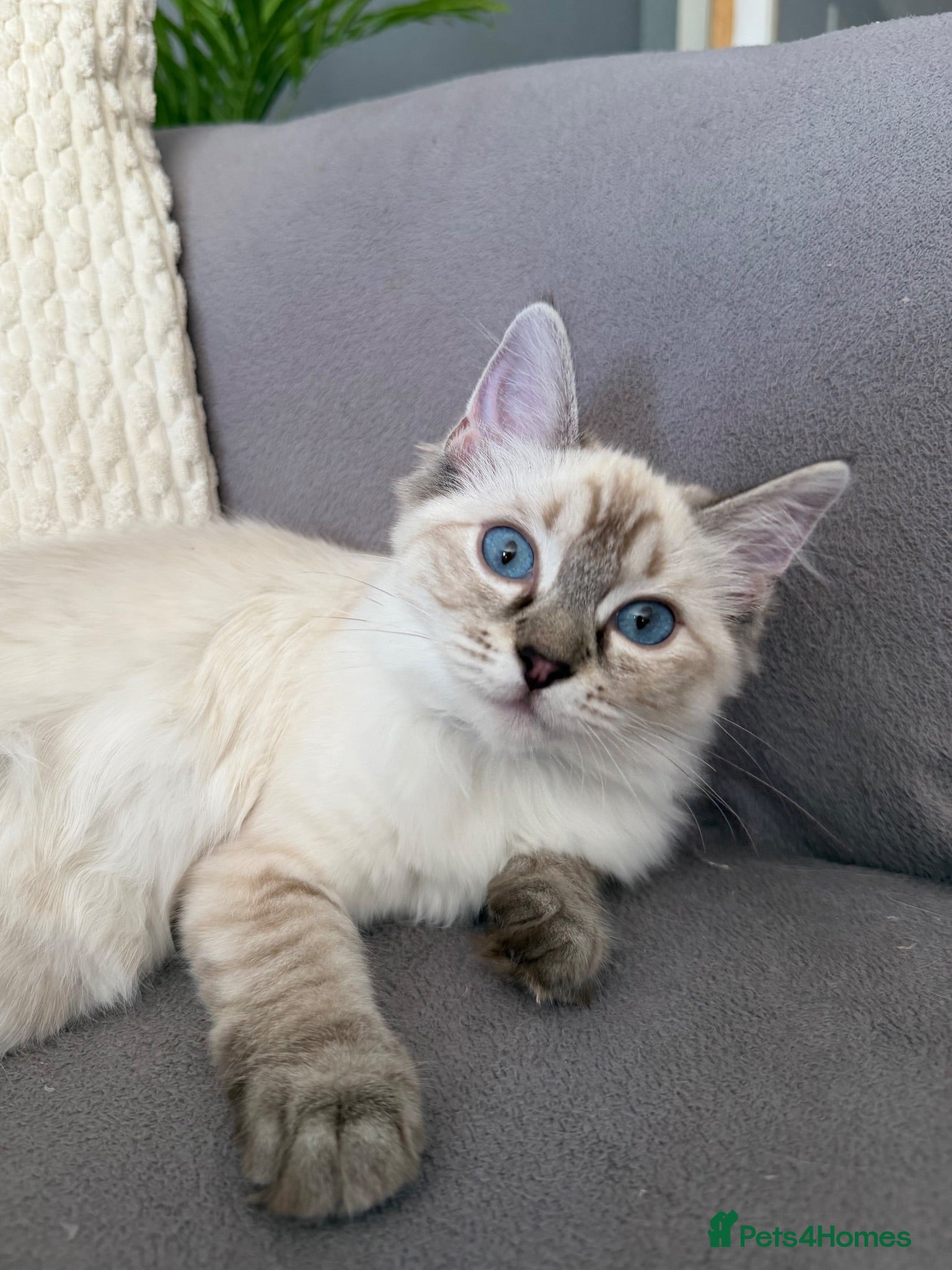 Ragdoll cats for sale: 💖 Stunning Ragdoll Kittens GCCF LAST ONE (Girl) - Advert 1