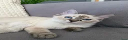 Ragdoll cats for sale: 💖 Stunning Ragdoll Kittens GCCF LAST ONE (Girl) - Advert 1