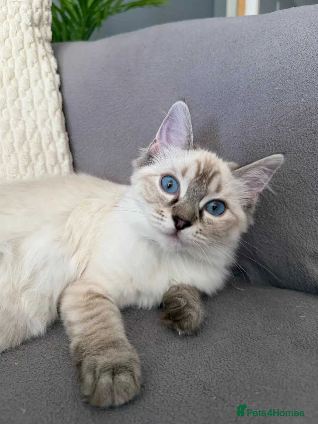 Ragdoll cats for sale: 💖 Stunning Ragdoll Kittens GCCF LAST ONE (Girl) - Advert 1