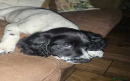 English Springer Spaniel dogs for sale: English springer spaniel pups  - Advert 1