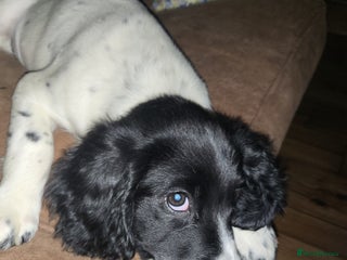 English Springer Spaniel dogs for sale: English springer spaniel pups - Advert 1