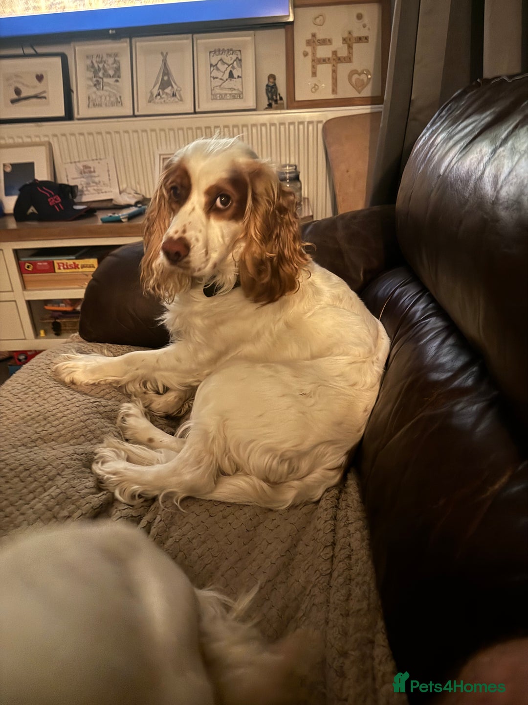 Cocker Spaniel dogs for sale: Cocker Spaniel Puppies (White/White & Gold) - Image 11