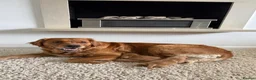Golden Retriever dogs for sale: Golden Retriever Puppies Health Tested  - Advert 6