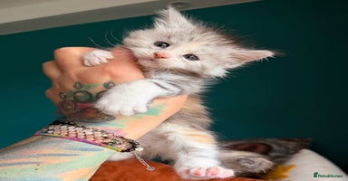 Maine Coon cats Maine Coons with Tests, Papers & Vet Checks - Advert 6